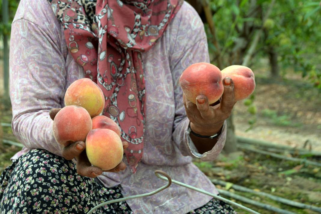 Kilosu 300 liradan ihraç ediliyor. Hadi Bismillah hasat dönemi başladı - Resim: 10
